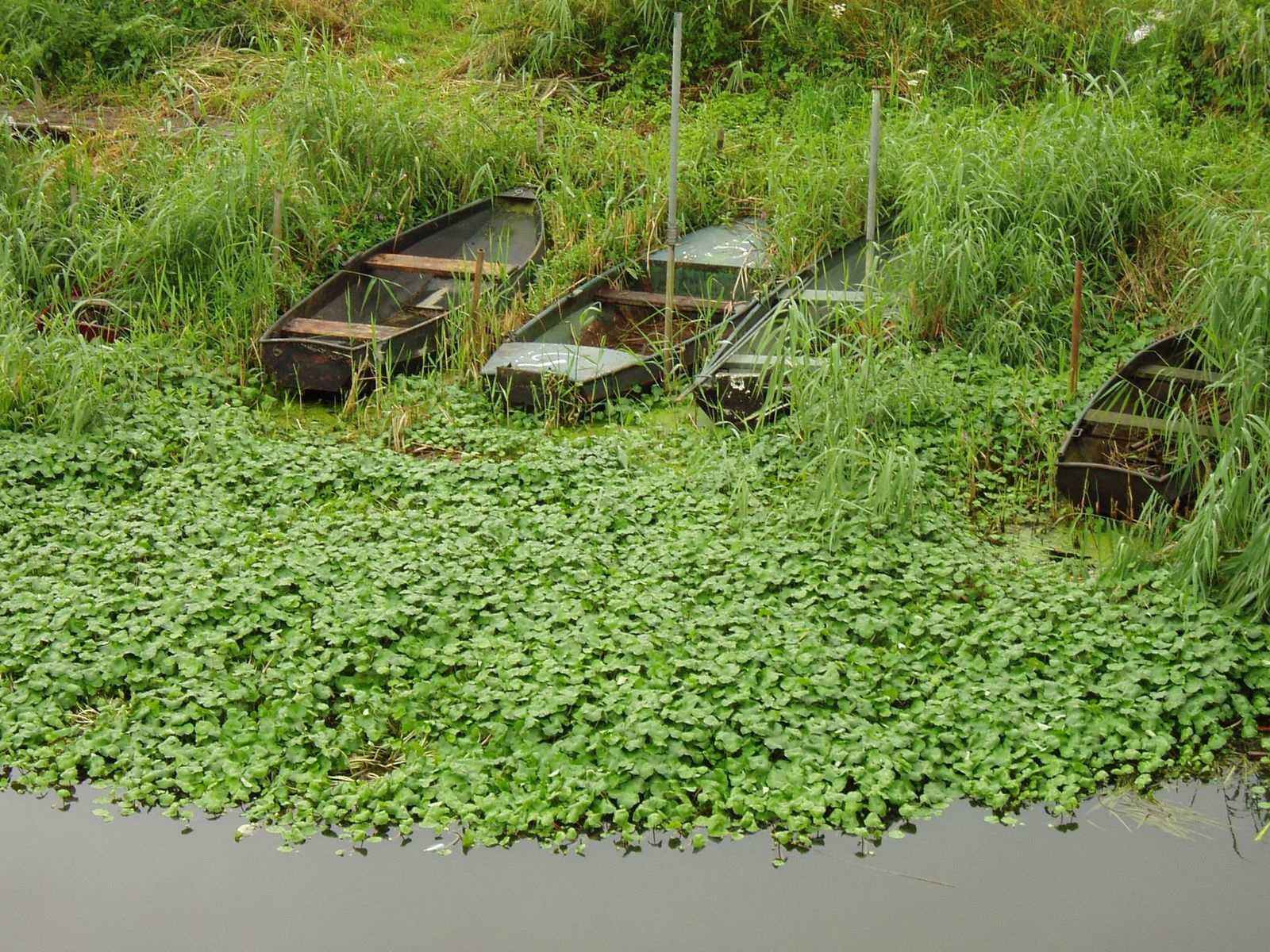 De proef locatie waternavel door wormen te laten op eten.